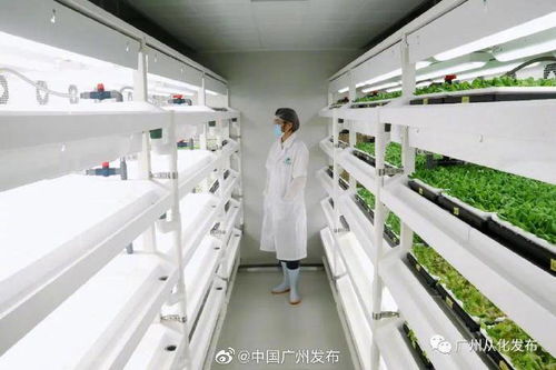 無土栽培 無需陽(yáng)光與土壤的現(xiàn)代種植革命